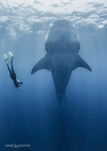 Whale Shark "Botellita"
They get vertical in dense areas... by Ken Kiefer 